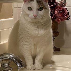 Meet your Posher, Micgelke